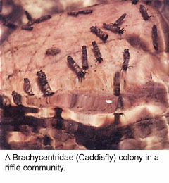 Caddisfly Colony